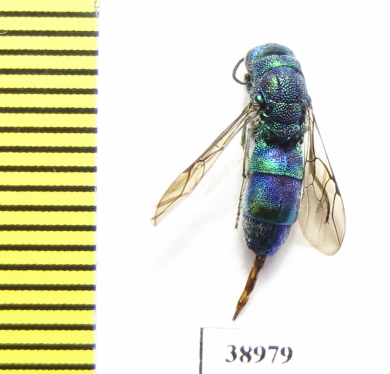Chrysididae sp.  Russia, Tver reg. - INSECTS-STORE.RU