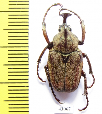 Mycteristes rhinophylla  Indonesia, Java - INSECTS-STORE.RU