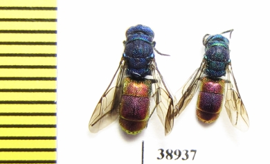 Chrysididae sp.  Russia, Tver reg. - INSECTS-STORE.RU
