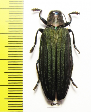 Demochroa lacordairei  Indonesia, Buru isl. - INSECTS-STORE.RU
