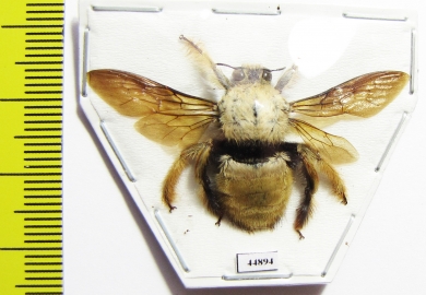 Hymenoptera, Xylocopa sp.  Indonesia, Seram isl. - INSECTS-STORE.RU