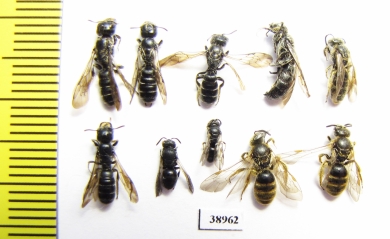 Hymenoptera sp.  Russia, Tver reg. - INSECTS-STORE.RU