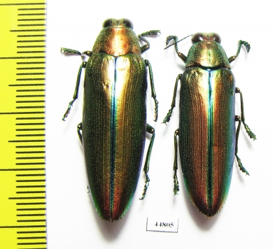 Chrysochroa aurora, pair  Indonesia, Sulawesi isl. - INSECTS-STORE.RU
