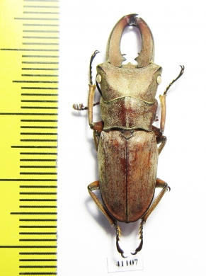 Cyclommatus canaliculatus consanguineus  Malaysia, Borneo  33mm - INSECTS-STORE.RU