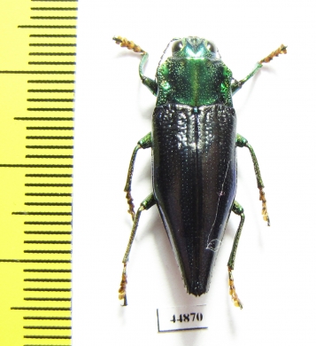 Cyphogastra staudingeri  Indonesia, Damar isl. - INSECTS-STORE.RU