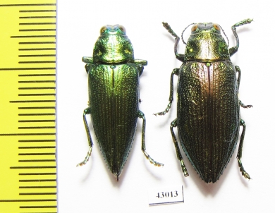 Chrysodema subrevisa, pair  Indonesia, Bali isl. - INSECTS-STORE.RU