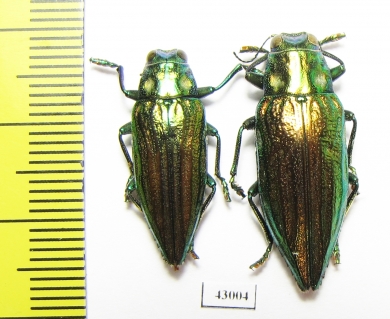 Chrysodema smaragdula  Indonesia, Seram isl. - INSECTS-STORE.RU