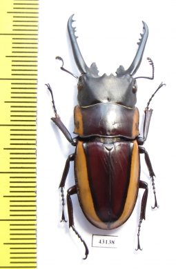 Prosopocoilus bison cinctus  Indonesia, Papua  48mm - INSECTS-STORE.RU