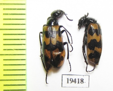 Mylabris mannerheimi  Uzbekistan - INSECTS-STORE.RU