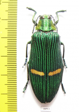 Catoxantha opulenta borneensis, pair  Indonesia, Kalimantan - INSECTS-STORE.RU