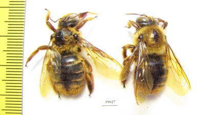 Hymenoptera sp.  Thailand - INSECTS-STORE.RU