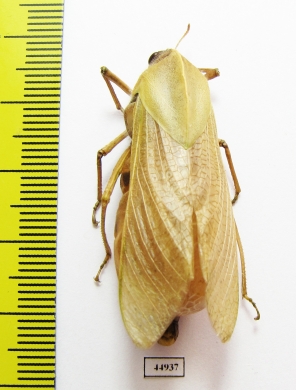 Bullacris sp.1  South Africa Rep. - INSECTS-STORE.RU
