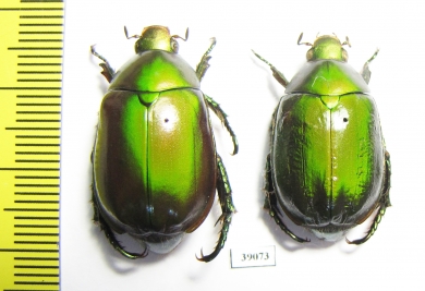 Rutelinae sp.  Thailand - INSECTS-STORE.RU
