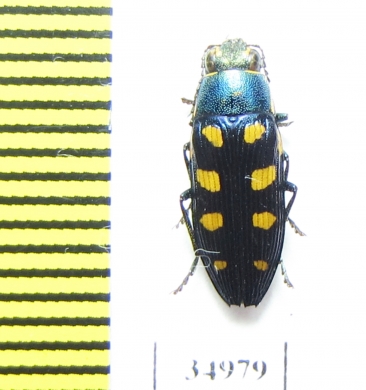 Buprestis octoguttata  Ukraina - INSECTS-STORE.RU