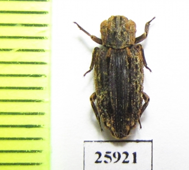 Bothrideridae sp.  South Africa Rep. - INSECTS-STORE.RU