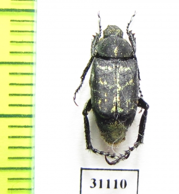 Ectinohoplia latipes  Laos - INSECTS-STORE.RU