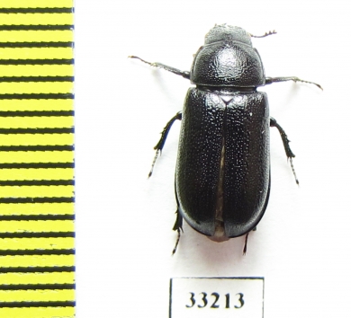 Ceruchus punctatus  USA - INSECTS-STORE.RU