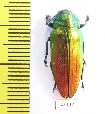 Belionota sumptuosa  Indonesia, Morotai isl. - INSECTS-STORE.RU