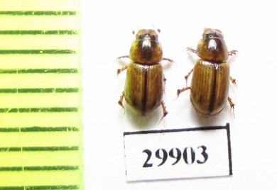 Aphodius sp.  Iran, Sistan prov. - INSECTS-STORE.RU