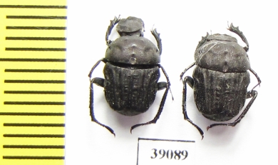 Gymnopleurus sp.  Tanzania - INSECTS-STORE.RU