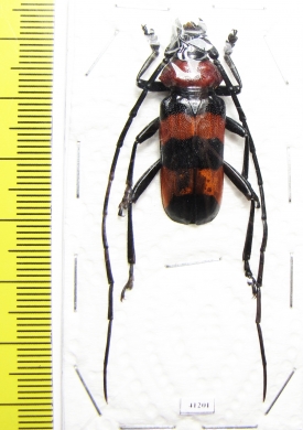 Paveia superba  Thailand - INSECTS-STORE.RU