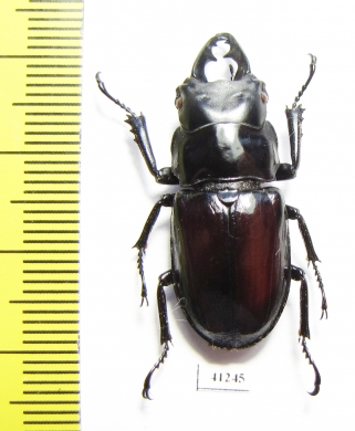 Odontolabis baderi  Indonesia, Sulawesi - INSECTS-STORE.RU