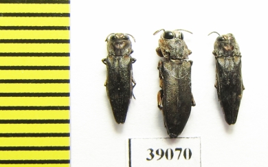Buprestidae sp.  Tanzania - INSECTS-STORE.RU