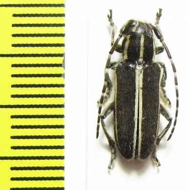 Thyestilla gebleri  Korea - INSECTS-STORE.RU
