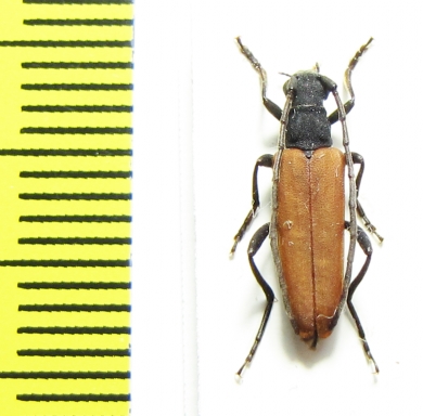 Nivellia sanguinosa  Russia, Far East - INSECTS-STORE.RU