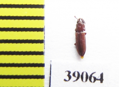 Penthelispa inexpectata  Madeira isl. - INSECTS-STORE.RU