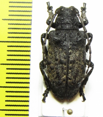 Moechotypa diphysis  Russia, Far East - INSECTS-STORE.RU