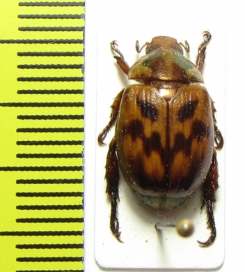 Rutelinae sp.  Malaysia, Borneo - INSECTS-STORE.RU