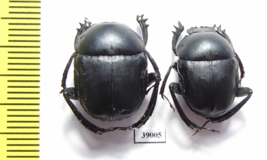 Gymnopleurus sp.  Botswana - INSECTS-STORE.RU