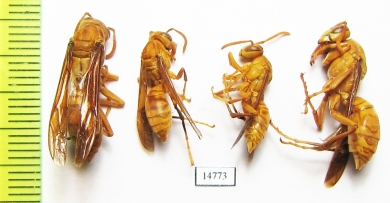 Hymenoptera sp.  Tajikistan - INSECTS-STORE.RU