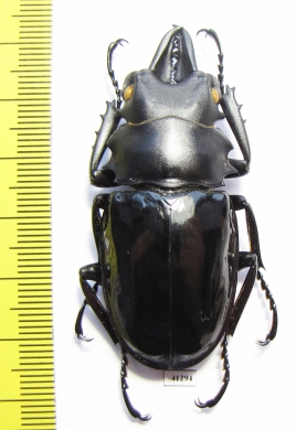 Odontolabis bellicosa  Indonesia, Java  55mm - INSECTS-STORE.RU