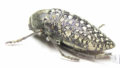 Julodis euphratica aegyptiorum  Oman - INSECTS-STORE.RU