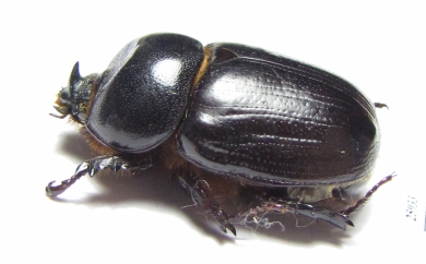 Dynastinae sp.  South Africa Rep. - INSECTS-STORE.RU