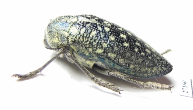 Julodis variolaris brendelli  Iran, Sistan prov. - INSECTS-STORE.RU