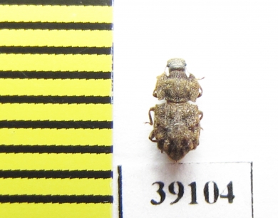 Tarphius azoricus  Portugal, Sao Miguel isl. - INSECTS-STORE.RU