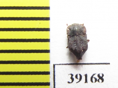 Tarphius caudatus  Tenerife isl. - INSECTS-STORE.RU