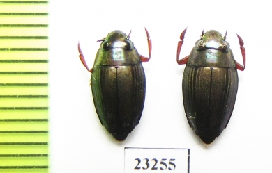Gyrinidae sp.  Indonesia, Buru isl. - INSECTS-STORE.RU