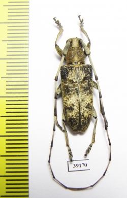 Cerambycidae sp.  China, Yunnan prov. - INSECTS-STORE.RU