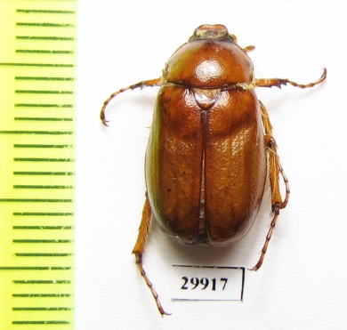 Madotrogus kuhitangicus  Uzbekistan - INSECTS-STORE.RU