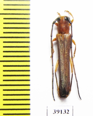 Oberea sp.  China, Guizhou prov. - INSECTS-STORE.RU