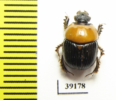 Bolboceratinae sp.  China, Yunnan prov. - INSECTS-STORE.RU