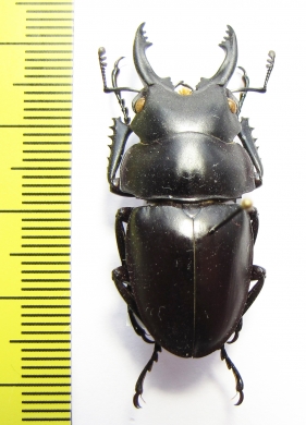 Neolucanus sp.  Vietnam - INSECTS-STORE.RU