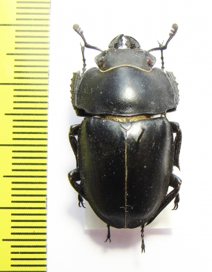 Neolucanus sp.  Vietnam - INSECTS-STORE.RU