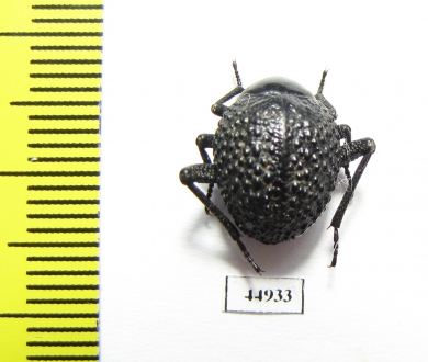 Tenebrionidae sp.  South Africa Rep. - INSECTS-STORE.RU