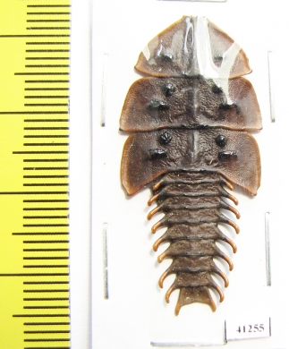 Lycidae sp.  Indonesia, Java - INSECTS-STORE.RU