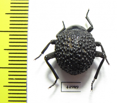 Tenebrionidae sp.  South Africa Rep. - INSECTS-STORE.RU